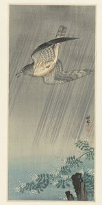 Koekoek in storm