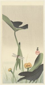 Libelle en lotus