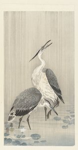 Twee reigers in de regen