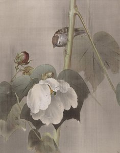 Katoenrozen in de Regen door Okada Baison