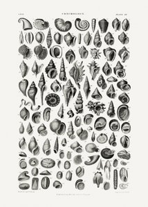 Sealife III door Oliver Goldsmith
