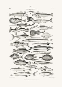 Sealife I