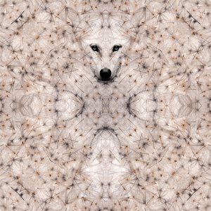 Semi lupus, 2023 (digitale gemengde techniek)