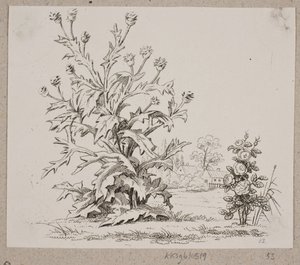 De distel en de roos