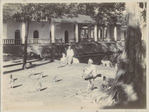 Indische mannen met aapjes op een erf aan een water, mogelijk in Surabaya door Onnes Kurkdjian