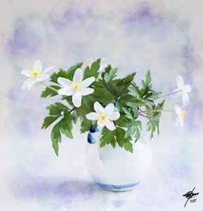 Fijne witte lentebloemen door Osvaldo Russo