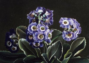 Stilleven van primula
