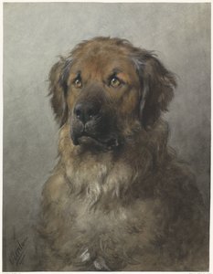 Kop van een Leonberger, van voren