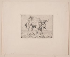Een kalf door Otto Haslund