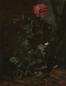 Stilleven met Klaproos, Insecten en Reptielen, ca. 1670