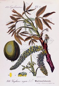 Bladeren, vruchten en bloemen van Perzische walnoot of Engelse walnoot