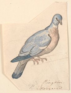 Een houtduif door P.C. Skovgaard