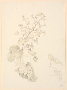 Zuringplanten door P.C. Skovgaard
