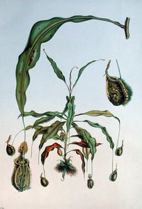 Nepenthes Hookeriana, botanische plaat uit 