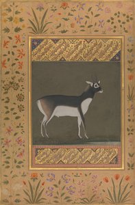 Zwarte Bok, Folio uit het Shah Jahan Album, recto: ca. 1615-20, verso: ca. 1530-50 door Painting attributed to Manohar