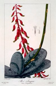Aloe lingua, uitgegeven 1836 door Panacre Bessa