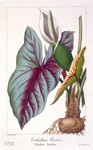 Caladium bicolor, uitgegeven 1836