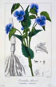 Commelina tuberosa, pub. 1836 door Panacre Bessa