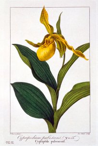 Cypripedium, pub. 1836 door Panacre Bessa