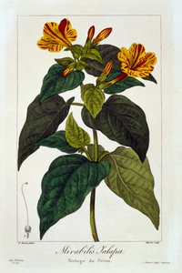 Ipomea Purga