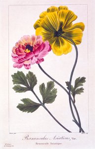 Perzische boterbloem, pub. 1836 door Panacre Bessa