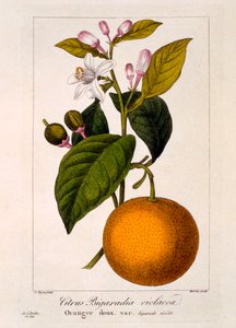 Zoete sinaasappel: Citrus sinensis var: Bigaradia violacea, pub. 1836
