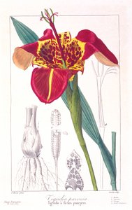 Tijgerbloem of Pauwenbloem, pub. 1836 door Panacre Bessa