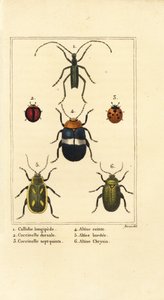 Callidium longipes, lieveheersbeestjes, Jauravia dorsalis, Coccinella septempunctata, vlooienkevers, Altica cincta, Altica emarginata, en Altica chrysis door Pancrace (after) Bessa