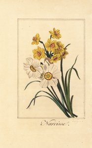 Narcis variëteiten, Narcisse, Narcissus poeticus en Narcissus pseudonarcissus