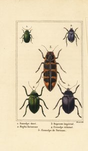 Hondsdraf kever, Chrysochus auratus, Hoplia argentea, banksia juweelkever, Cyrioides imperialis, Eumolpus fulgidus, en Eumolpus surinamensis door Pancrace (after) Bessa