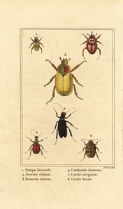 Dytiscus bimaculatus 1, scarabee 2, meikever, Melolontha melolontha 3, Cantharis kever 4, Carabus sexpunciatus 5 en Omophron limbatum 6 door Pancrace (after) Bessa