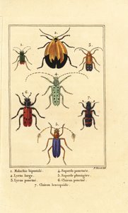 Malachietkever, Malachius bipustulatus 1, netvleugelkevers, Lycus melanurus 2, Lycus punctatus 3, Saperda punctata 4, Saperda soorten 5, Trichodes octopunctatus 6 en Trichodes apiarius 7 door Pancrace (after) Bessa