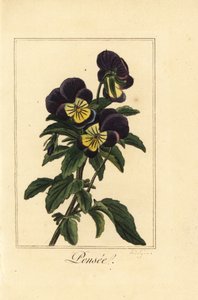 Viooltje, pensee, Viola tricolor var door Pancrace (after) Bessa