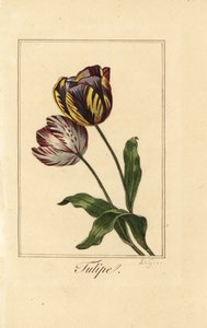 Variëteiten van tulp, Tulipa gesneriana