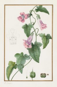 (Botanisch: Maurandia semperflorens) door Pancrace Bessa