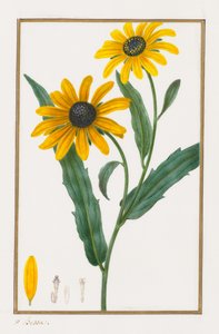 Zwartogige Susan, 1828-1835