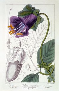Cobaea scandens door Pancrace Bessa