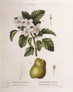 Sierappel (Malus coronaria), botanische plaat door Pancrace Bessa door Pancrace Bessa