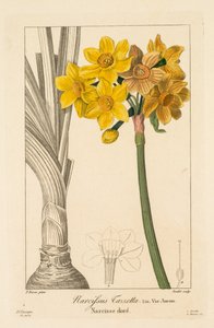 Flore des Jardiniers, Amateurs et Manufacturiers: Polyanthus of Cluster Narcissus, 1836