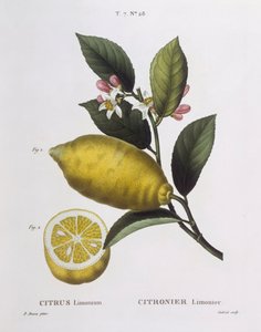 Citroen (Citrus limonium), Henry Louis Duhamel du Monceau, botanische plaat door Pancrace Bessa door Pancrace Bessa