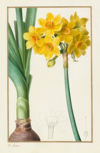 Polyanthus of Cluster Narcissus (Botanisch: Narcissus tazetta)