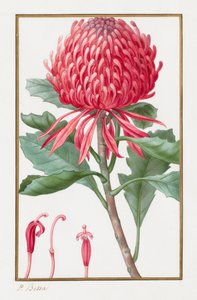 Zonder titel, 1828-1835 door Pancrace Bessa