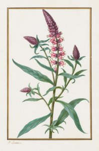 Zonder titel, 1828-1835 door Pancrace Bessa
