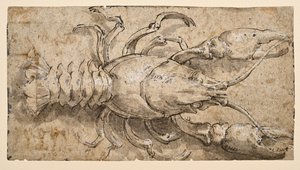 Kreeft (recto)