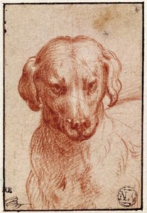 Hoofd van een Hond door Parmigianino