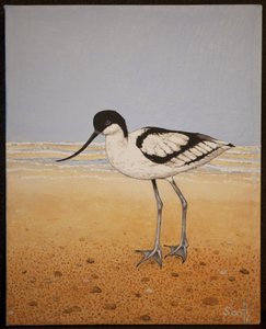 Avocet, 2016 door Pat Scott