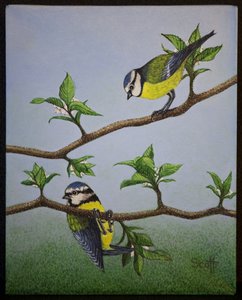 Bluetits, 2016 door Pat Scott