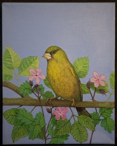 Groenling, 2016 door Pat Scott