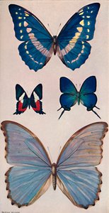 Sommige van Rios vlinders