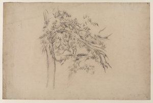 Studie van een boom, ca. 1885-87 (grafiet op papier)